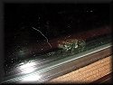 Grey Treefrog outside of window