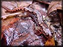 Mountain Dusky Salamander