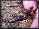 Seal Salamander